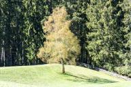 Tree Forest Colours Stubai Valley, Austria