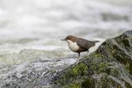 White-throated Dipper (Cinclus cinclus), at a torrent with larvae in its beak, Rhineland-Palatinate, Germany