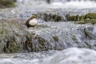 White-throated Dipper (Cinclus cinclus), at a torrent with prey in its beak, Rhineland-Palatinate, Germany