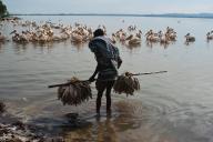 Fisherman carrying fishes he fished, pelicans waiting for food, lake Tana, Ethiopia