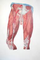 Veins and muscles of the lower part of the body, drawing from an old medicine