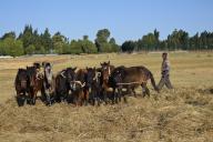 Horses are trampling flaxseeds, Oromia region, Ethiopia