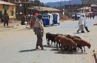In the highlands of Abyssinia, in the Semien Mountains, Semien Mountains, village of Debark, street scene, goats, Ethiopia
