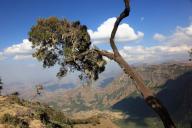 In the highlands of Abyssinia, in the Semien Mountains, landscape in the Semien Mountains National Park, Baumerika, Erica Arborea, Ethiopia