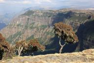 In the highlands of Abyssinia, in the Semien Mountains, landscape in the Semien Mountains National Park, Baumerika, Erica Arborea, Ethiopia