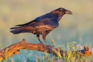 Raven, Common Raven, Raven, (Corvus cor), Grand Corbeau, Hides De Calera / Valley Hide, Calera Y Chozas, Castilla La Mancha / Toledo, Spain