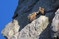 Griffon vulture (Gyps fulvus), Vautour fauve, Buitre Leonado, two in the mountains, Hides De Calera Valley Hide, Calera Y Chozas, Castilla La Mancha Toledo, Spain