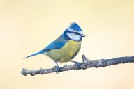 Blue Tit, Cyanistes Caeruleus) on perch, Sierra de San Pedro / Photoraptors, Salorino, Extremadura / Caceres, Spain