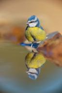 Blue Tit, Cyanistes Caeruleus) on perch, Sierra de San Pedro / Photorapto, Salorino, Extremadura / Caceres, Spain