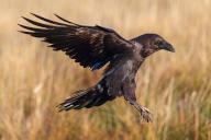 Raven, Common Raven, Raven, (Corvus cor), Grand Corbeau, Hides De Calera / Valley Hide, Calera Y Chozas, Castilla La Mancha / Toledo, Spain