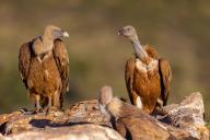 Griffon Vulture, Eurasian Griffon Vulture, Griffon Vulture, Eurasian Griffon, (Gyps fulvu), Vautour fauve, Buitre Leonado, two vultures on perch, Hides De Calera / Valley Hide, Calera Y Chozas, Castilla La Mancha / Toledo, Spain