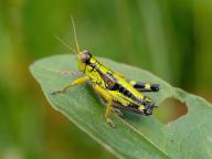 Green mountain grasshopper (Miramella alpina), Grasshopper, Green Mountain Grasshopper, grasshopper, insect, insects, close-up, Black Forest, Feldberg region, Baden-Württemberg, Federal Republic of
