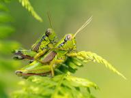 Green mountain grasshopper (Miramella alpina), Grasshopper, Green Mountain Grasshopper, grasshopper, insect, insects, close-up, Black Forest, Feldberg region, Baden-Württemberg, Federal Republic of