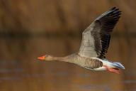 Greylag goose, Anser Anser, flight photo, lateral, flight photo, Wagbachniederung, Baden-W¸rttemberg, Germany