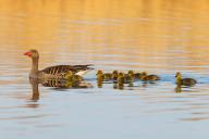 Greylag goose, Anser Anser, flight photo, side view, goose with seven chicks, gosling, Wagbachniederung, Baden-W¸rttemberg, Germany