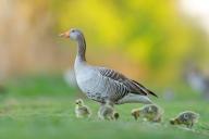 Greylag goose, Anser Anser, flight photo, side view, goose with four chicks, gosling, Wagbachniederung, Baden-W¸rttemberg, Germany