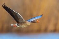 Greylag goose, Anser Anser, flight photo, lateral, flight photo, Wagbachniederung, Waghusl, Baden-W¸rttemberg, Germany