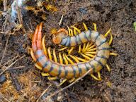 Megarian banded centipede (Scolopendra cingulata), Megarian banded centipede, Mediterranean banded centipede, scolopendra, centipede, insect, insects, Lesbos, Lesbos Island, Greece