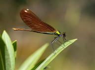 Dragonfly, Dragonfly, Dragonfly, Greece, Lesbos Island, (Crocothemis erythraea), Lesbos, Lesbos Island, Greece