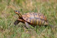 Africa, South Africa, African beaked tortoise, (Chersina angulat), Angulate tortoise, Reptile, Reptiles, Turtle, Harold Porter National Botanical Gardens, Bettys Bay, Western Cape