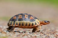 Africa, South Africa, African beaked tortoise, (Chersina angulat), Angulate tortoise, Reptile, Reptiles, Turtle, Harold Porter National Botanical Gardens, Bettys Bay, Western Cape