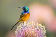 Orange-breasted sunbird (Anthobaphes violacea), Nectarinia violacea, Orange-breasted Sunbird, Souimanga orangé, Suimanga pechinaranja, Harold Porter National Botanical, Bettys Bay, Western Cape, South Africa