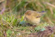 Chiffchaff, Willow Warbler, Chiffchaff, Common Chiffchaff, Chiff-chaff, (Phylloscopus collybita), (Phylloscopus collybitus), NSG Wagbachniederung, Waghäusl, Baden-Württemberg, Germany