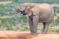 African elephant, (Loxodonta african), Addo Elephant National Park, Addo Camp, Western Cape, South Africa