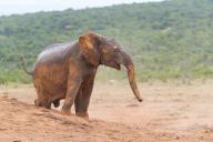 African elephant, (Loxodonta african), Addo Elephant National Park, Addo Camp, Western Cape, South Africa