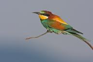 Bee-eater, (Merops apiaster), individual, perch, East River, Lesvos, Greece