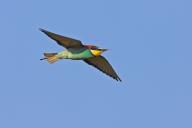 Bee-eater, (Merops apiaster), aerial view, blue sky, East River, Lesvos, Greece