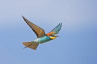 Bee-eater, (Merops apiaster), aerial view, blue sky, East River, Lesvos, Greece