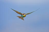 Bee-eater, (Merops apiaster), individual, flight photo, East River, Lesvos, Greece