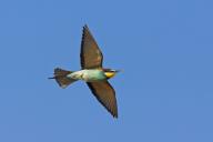 Bee-eater, (Merops apiaster), flight photo, blue sky, Kirchheimbolanden district, Rhineland-Palatinate, Germany