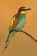 Bee-eater, (Merops apiaster), individual, perch, Kirchheimbolanden district, Rhineland-Palatinate, Germany