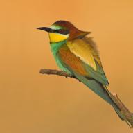 Bee-eater, (Merops apiaster), individual, perch, Kirchheimbolanden district, Rhineland-Palatinate, Germany