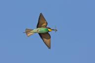 Bee-eater, (Merops apiaster), flight photo, blue sky, Kirchheimbolanden district, Rhineland-Palatinate, Germany