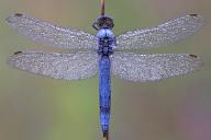 Black-tailed skimmer (Orthetrum cancellatum), dragonfly, top view, dew, water droplet, wing, district Alzey-Worms, Rhineland-Palatinate, Federal Republic of
