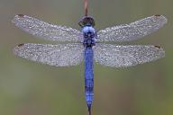 Black-tailed skimmer (Orthetrum cancellatum), dragonfly, top view, dew, water droplet, wing, district Alzey-Worms, Rhineland-Palatinate, Federal Republic of
