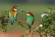 Bee-eater, (Merops apiaster), pair, perch, prey transfer, Bad Dürkheim district, Rhineland-Palatinate, Germany