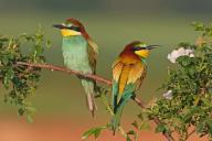 Bee-eater, (Merops apiaster), pair, perch, Bad Dürkheim district, Rhineland-Palatinate, Germany