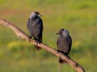 Jackdaw, Eurasian Jackdaw, (Corvus monedula), Choucas des tours, Grajilla Común, Grajilla, two jackdaws on a perch, Texel, Tiszaalpár, Kiskunsági National Park, Noordholland