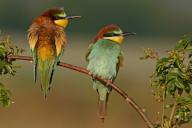 Bee-eater, (Merops apiaster), pair on perch, Bad Dürkheim district, Rhineland-Palatinate, Germany