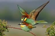 Bee-eater, (Merops apiaster), mating, copula, Bad Dürkheim district, Rhineland-Palatinate, Germany