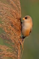 Bearded reedling (Panurus biarmicus), songbird, perch, twig, reed dweller, one, individual, lateral, Wagbachniederung, Baden-Württemberg, Federal Republic of
