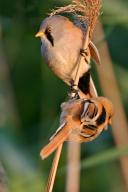 Bearded reedling (Panurus biarmicus), songbird, perch, twig, reed dweller, one, individual, lateral, Wagbachniederung, Baden-Württemberg, Federal Republic of