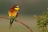Bee-eater, (Merops apiaster), Bad Dürkheim district, Rhineland-Palatinate, Germany