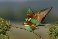 Bee-eater, (Merops apiaster), mating, copula, Bad Dürkheim district, Rhineland-Palatinate, Germany