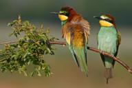 Bee-eater, (Merops apiaster), pair on perch, Bad Dürkheim district, Rhineland-Palatinate, Germany