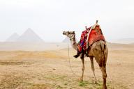 A camel and the pyramids of giza